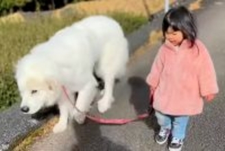 2歳の女の子が『自分より5倍も大きな超大型犬』を散歩させた結果→リアルもののけ姫…？『余裕でこなしてしまう光景』に57万再生の反響