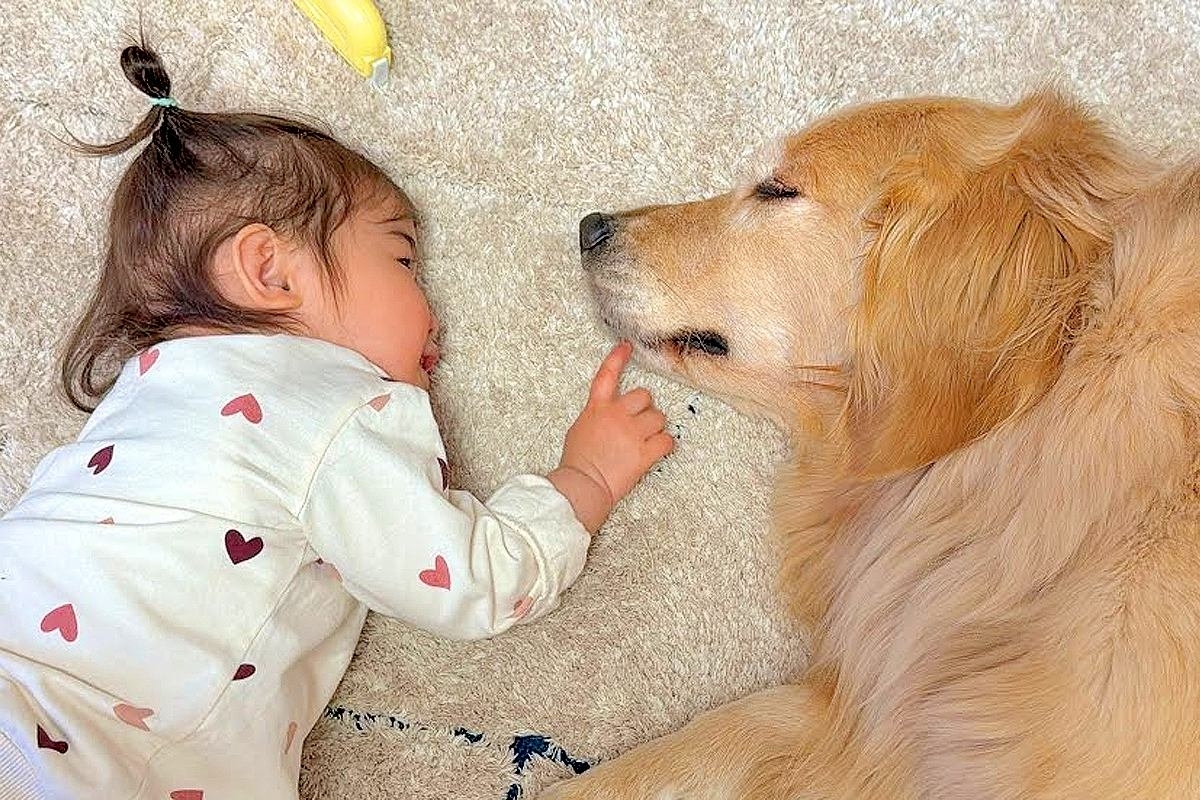 生まれた時から大型犬にお世話してもらっていた赤ちゃん→1歳になった結果…尊すぎる『立場の逆転』が17万再生「微笑ましい」「大好き伝わる」