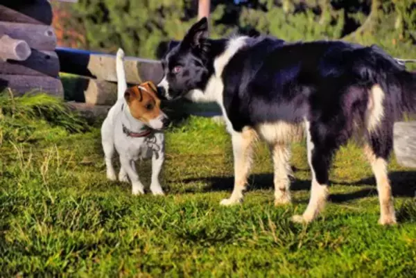 犬が『しっぽを振りながら怒っている』理由3つ　どんな気持ちなの？注意すべきサインまで