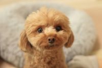 犬が『ごはん食べたい』と言っているサイン6つ　空腹を感じているときにみせる仕草や行動とは？