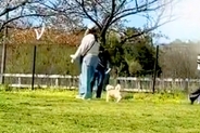 ドッグランで迷子になった犬→知らない女性を『ママだ』と勘違いしてしまい…『人違いに気付いた瞬間』が29万再生「たまには間違うよねｗ」