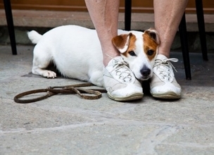 犬の前で鳴らしてはいけない『音』５選　愛犬に恐怖を与えてしまう絶対NG行為とは？
