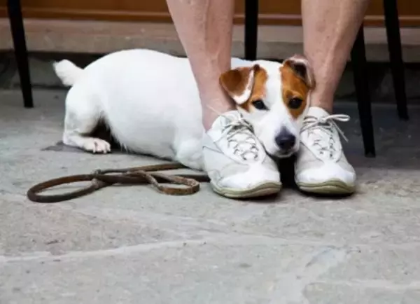 犬の前で鳴らしてはいけない『音』５選　愛犬に恐怖を与えてしまう絶対NG行為とは？