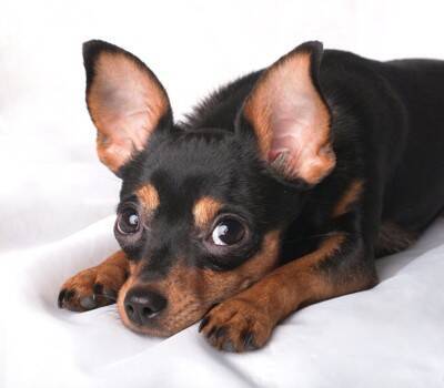 犬の前で鳴らしてはいけない『音』５選　愛犬に恐怖を与えてしまう絶対NG行為とは？