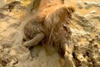雨上がり、車で2匹の大型犬と広場へ→水溜まりを発見した瞬間に…悲惨すぎる『衝撃的な光景』が125万再生「絶対わざとｗｗ」「絶望で草」