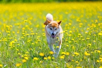 犬との暮らし『田舎と都会』では何が違うの？トラブルを防ぐために必ず知っておくべきことまで