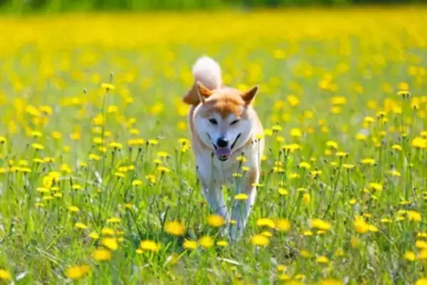 犬との暮らし『田舎と都会』では何が違うの？トラブルを防ぐために必ず知っておくべきことまで