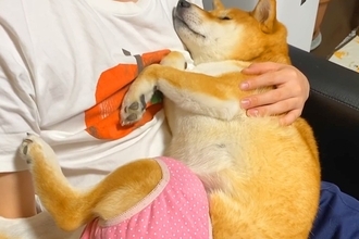 赤ちゃんのように甘える犬→テレビを見ていたら『構ってくれない』と察して…まさかの『態度の急変』に爆笑「切り替えｗ」「蹴り一発入れてて草」