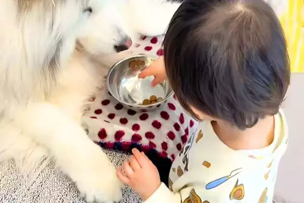 赤ちゃん『大型犬のお世話をしたい』→自分でごはんを用意して、1粒ずつ手に持って…優しさに溢れた『素敵すぎる光景』に反響「かわいい」