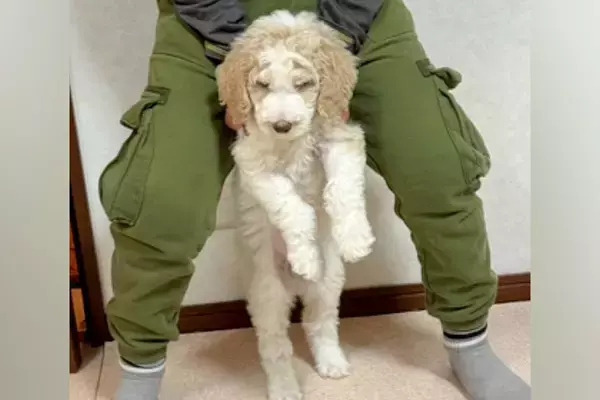 体重2キロの子犬を飼った結果→10ヶ月後、息子の身長をも上回り…あまりにもデカい『成長した現在』が35万再生「人間感ｗ」「AI加工かと」