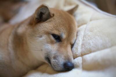 犬が『噛みついてくる』理由7選　飼い主に攻撃的になっているときの心理や対処法まで