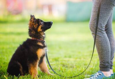 犬が『噛みついてくる』理由7選　飼い主に攻撃的になっているときの心理や対処法まで