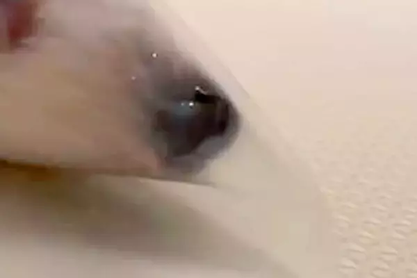 『クリアファイル』で遊ぶ犬→何気なく撮影していたら、中に顔を入れて…想定外だった『まさかの変顔』が17万再生「生クリームしぼるやつで草」