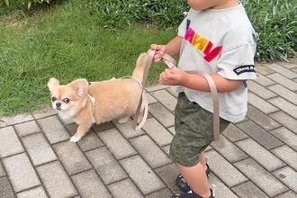 2歳の男の子が初めて『犬のリードを持った』結果→『大丈夫かな』と見ていたら…優しさ溢れる光景に反響「お互いの気遣いが…」「素敵な姉弟」