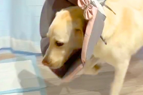 『天才やんｗｗ』エリザベスカラーをした大型犬→ご飯の時間になると…まさかの『使いこなしている光景』が26万再生「すごい早技」「画期的で草」