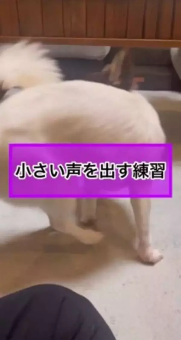 犬が"小さい声を出せるかチャレンジ"をした結果…可愛すぎる『ハゥ』に絶賛の声「お利口ちゃん過ぎる」「むむっ？て反応大好きｗ」と54万再生