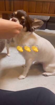 犬が"小さい声を出せるかチャレンジ"をした結果…可愛すぎる『ハゥ』に絶賛の声「お利口ちゃん過ぎる」「むむっ？て反応大好きｗ」と54万再生