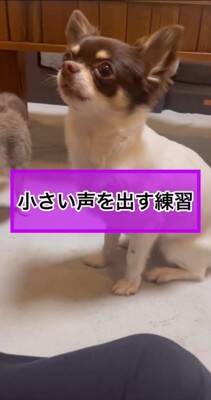 犬が"小さい声を出せるかチャレンジ"をした結果…可愛すぎる『ハゥ』に絶賛の声「お利口ちゃん過ぎる」「むむっ？て反応大好きｗ」と54万再生