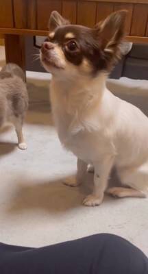 犬が"小さい声を出せるかチャレンジ"をした結果…可愛すぎる『ハゥ』に絶賛の声「お利口ちゃん過ぎる」「むむっ？て反応大好きｗ」と54万再生