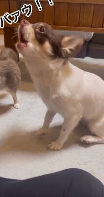 犬が"小さい声を出せるかチャレンジ"をした結果…可愛すぎる『ハゥ』に絶賛の声「お利口ちゃん過ぎる」「むむっ？て反応大好きｗ」と54万再生
