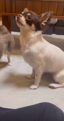 犬が"小さい声を出せるかチャレンジ"をした結果…可愛すぎる『ハゥ』に絶賛の声「お利口ちゃん過ぎる」「むむっ？て反応大好きｗ」と54万再生