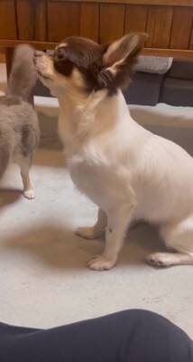 犬が"小さい声を出せるかチャレンジ"をした結果…可愛すぎる『ハゥ』に絶賛の声「お利口ちゃん過ぎる」「むむっ？て反応大好きｗ」と54万再生