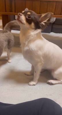 犬が"小さい声を出せるかチャレンジ"をした結果…可愛すぎる『ハゥ』に絶賛の声「お利口ちゃん過ぎる」「むむっ？て反応大好きｗ」と54万再生