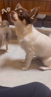 犬が"小さい声を出せるかチャレンジ"をした結果…可愛すぎる『ハゥ』に絶賛の声「お利口ちゃん過ぎる」「むむっ？て反応大好きｗ」と54万再生