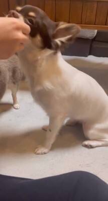 犬が"小さい声を出せるかチャレンジ"をした結果…可愛すぎる『ハゥ』に絶賛の声「お利口ちゃん過ぎる」「むむっ？て反応大好きｗ」と54万再生