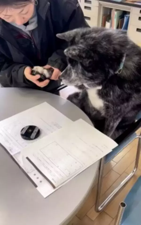 犬が手形を押して『結婚の保証犬』に！？おばあちゃんの入籍を祝う姿が幸せに溢れていると64万再生「なんて素敵なの」「大役だね」と絶賛