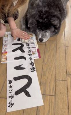 犬が手形を押して『結婚の保証犬』に！？おばあちゃんの入籍を祝う姿が幸せに溢れていると64万再生「なんて素敵なの」「大役だね」と絶賛