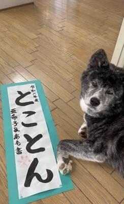 犬が手形を押して『結婚の保証犬』に！？おばあちゃんの入籍を祝う姿が幸せに溢れていると64万再生「なんて素敵なの」「大役だね」と絶賛
