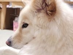 床で伏せをする犬→『おてて』を見てみると…想像と違いすぎる『まさかの体勢』に49万いいね集まる「クセ強すぎｗｗｗ」「可愛すぎて声出た」