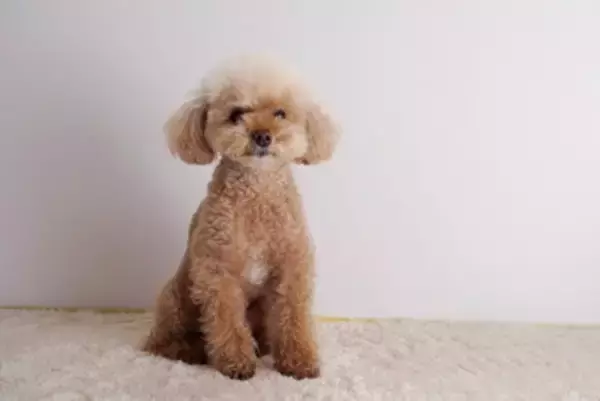 『ぬいぐるみ』みたいな犬種５選　ふわふわなワンコの魅力やお世話の注意点まで解説