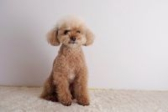 『ぬいぐるみ』みたいな犬種５選　ふわふわなワンコの魅力やお世話の注意点まで解説