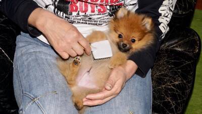 『ぬいぐるみ』みたいな犬種５選　ふわふわなワンコの魅力やお世話の注意点まで解説