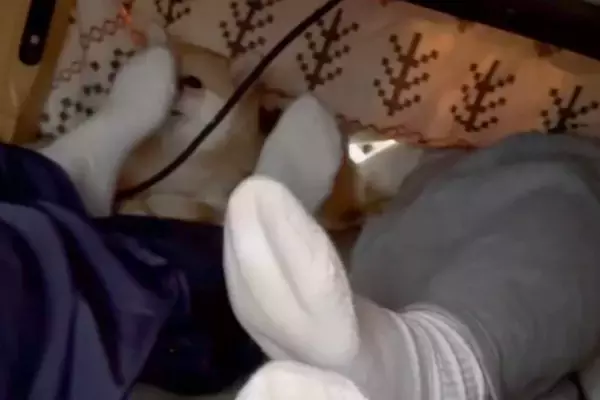 こたつの中で、犬が『こそこそ飼い主の足を嗅いでいた』結果→バレてしまい…愛おしすぎるリアクションが39万再生「横目ｗｗ」「いい趣味」
