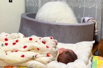 赤ちゃんを全力で寝かしつけようとするサモエド犬→まさかの『斬新な方法』が80万表示「頑張ってて尊い」「頑張れお姉ちゃん！」エールの声も