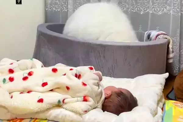 赤ちゃんを全力で寝かしつけようとするサモエド犬→まさかの『斬新な方法』が80万表示「頑張ってて尊い」「頑張れお姉ちゃん！」エールの声も