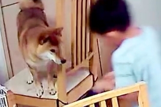 息子が『犬を助けた』と言うので、カメラの録画を確認したら…勇気ある『救出の一部始終』に33万いいね「やだかわいいｗ」「完璧な意思疎通」