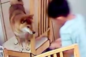 息子が『犬を助けた』と言うので、カメラの録画を確認したら…勇気ある『救出の一部始終』に33万いいね「やだかわいいｗ」「完璧な意思疎通」