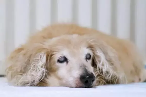 犬は何歳から『老犬』といわれるの？見た目に表れる変化や今から必要な備えまで