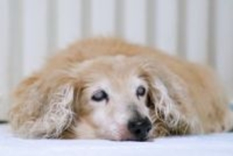 犬は何歳から『老犬』といわれるの？見た目に表れる変化や今から必要な備えまで