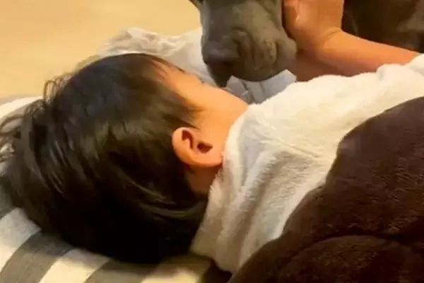 風邪を引いてしまった男の子→なかなか寝付けずにいたら、犬が近づいてきて…愛しかない光景が18万再生「なんてお利口さん」「家族愛だね」