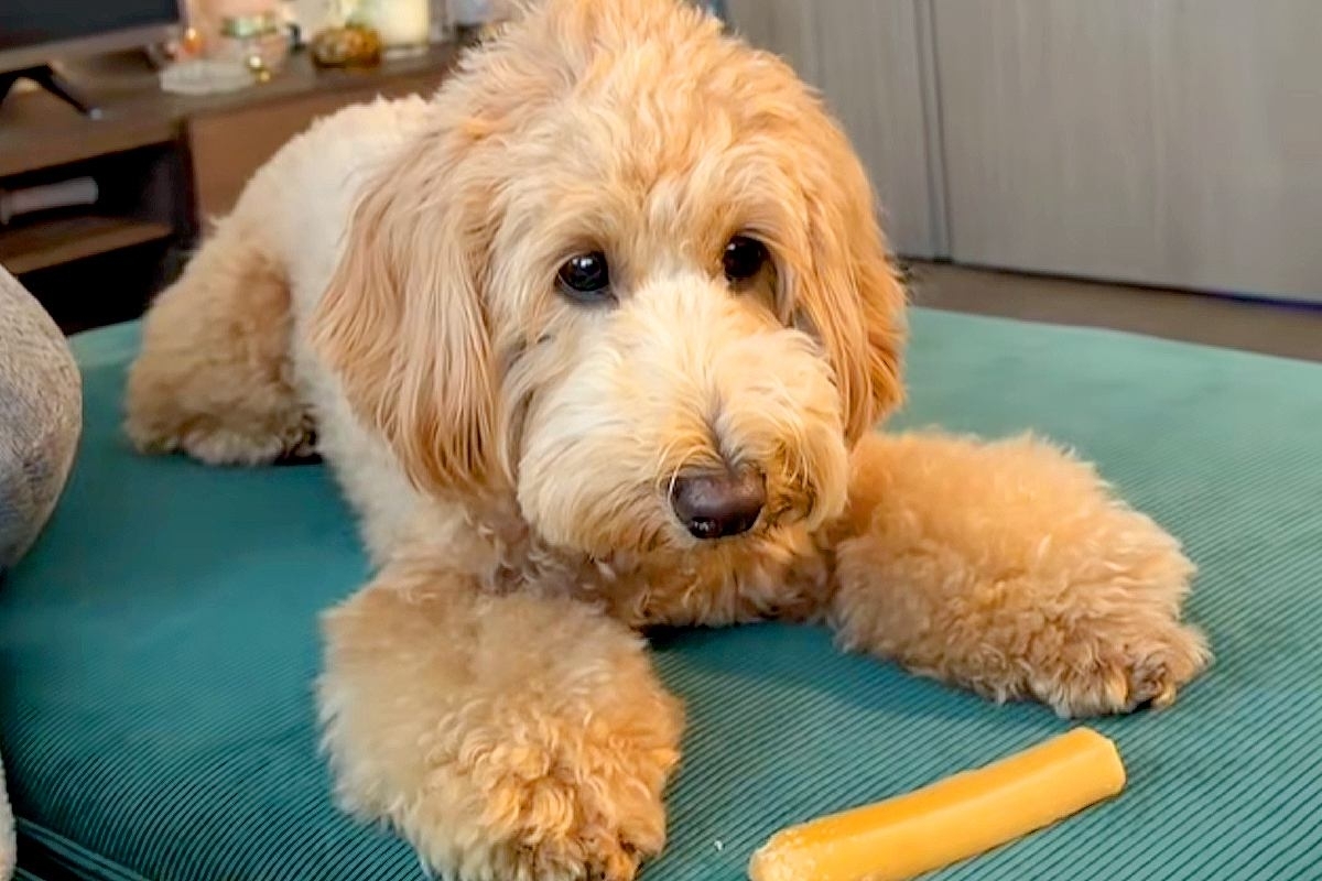 チーズを守る犬→誤って『ソファの隙間に落としてしまった』結果…思わず吹き出す『絶望顔』が13万再生「虚無で草」「想像の5倍は絶望してた」