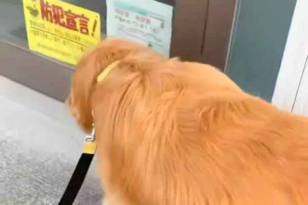 『床屋のおじいちゃん』に会いにきた大型犬→ドアを開け、再会を果たすと…『満喫しすぎな光景』に反響「優しい人をわかってる」「可愛すぎ」