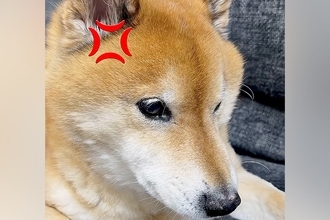 父にブチギレる犬→大好きな『おばあちゃん』が遊びに来た結果…あまりにも違う『態度の差』が100万再生「喜怒哀楽すごくて草」「ギャップｗ」