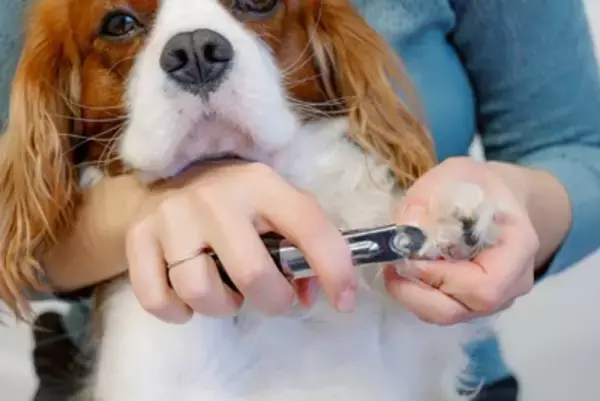 犬に『爪切り』をするときのタブー行為6選　怪我のリスクを減らすために飼い主がすべきことまで