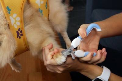 犬に『爪切り』をするときのタブー行為6選　怪我のリスクを減らすために飼い主がすべきことまで