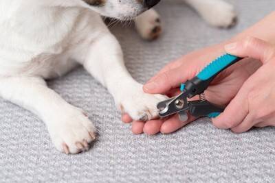 犬に『爪切り』をするときのタブー行為6選　怪我のリスクを減らすために飼い主がすべきことまで